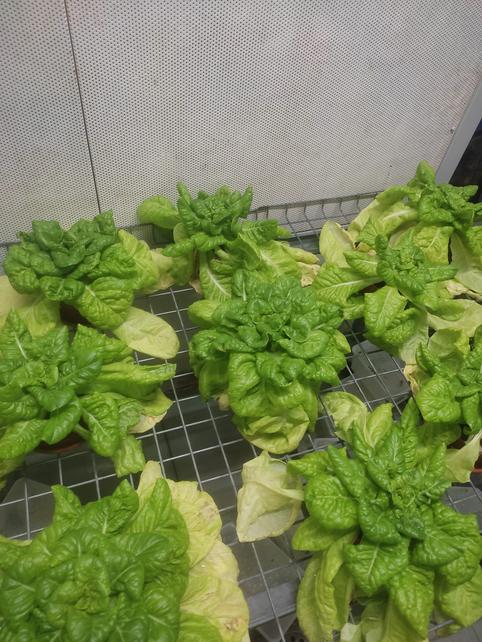 Lettuce grown in a controlled chamber for terrestrial ecotoxicology experiments