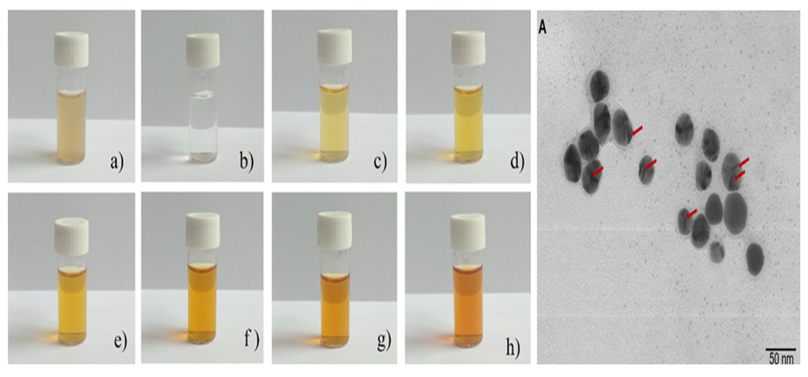 Green synthesis of silver nanoparticles: colour change in vials and TEM image