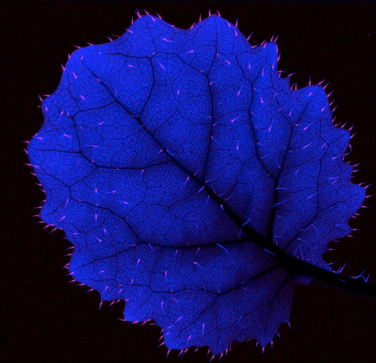 Fluorescence microscopy of a leaf surface, LEAPHY project