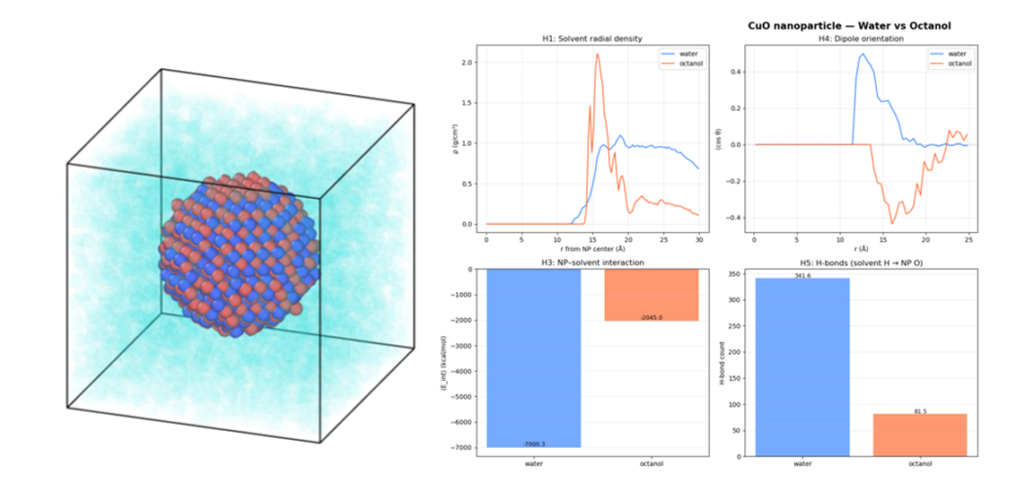 Molecular dynamics of a CuO nanoparticle in water versus octanol